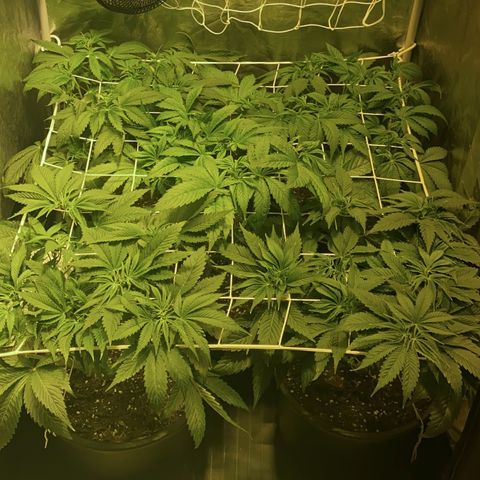 Black Domina   growlog timeline photo