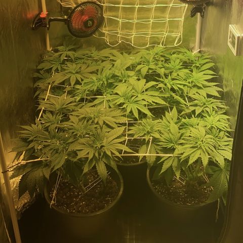 Black Domina   growlog timeline photo