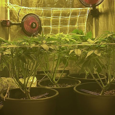 Black Domina   growlog timeline photo