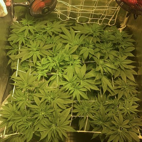 Black Domina   growlog timeline photo
