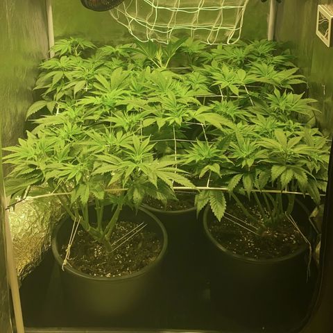 Black Domina   growlog timeline photo