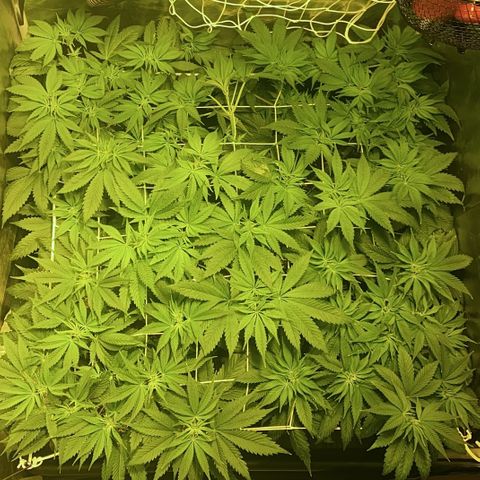 Black Domina   growlog timeline photo