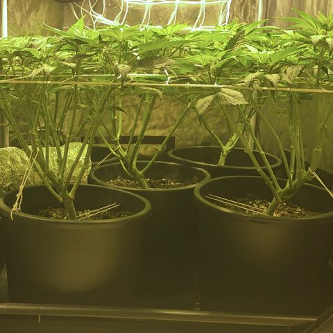 Black Domina   growlog timeline photo