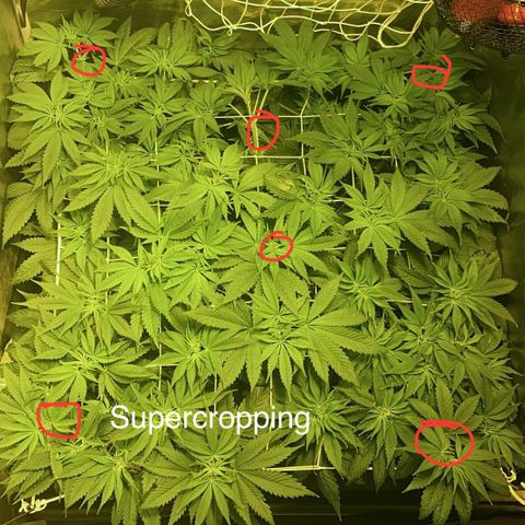 Black Domina   growlog timeline photo