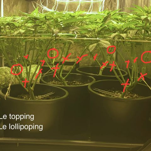 Black Domina   growlog timeline photo