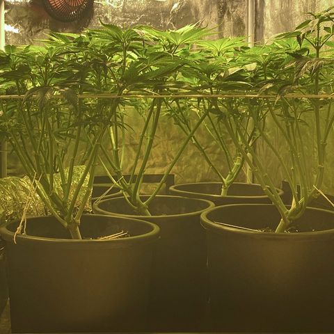 Black Domina   growlog timeline photo
