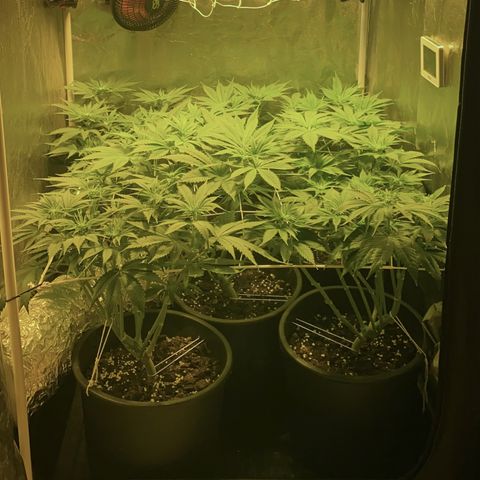 Black Domina   growlog timeline photo