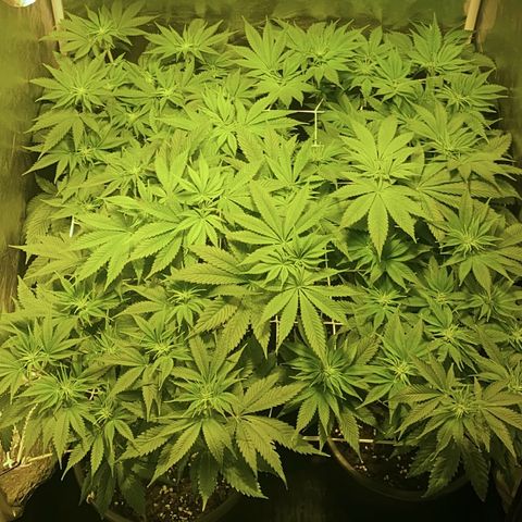 Black Domina   growlog timeline photo