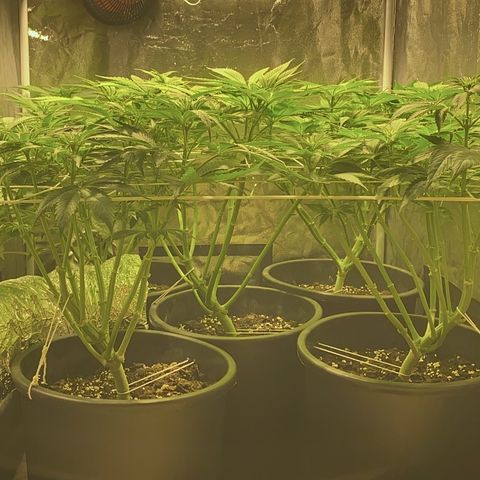Black Domina   growlog timeline photo