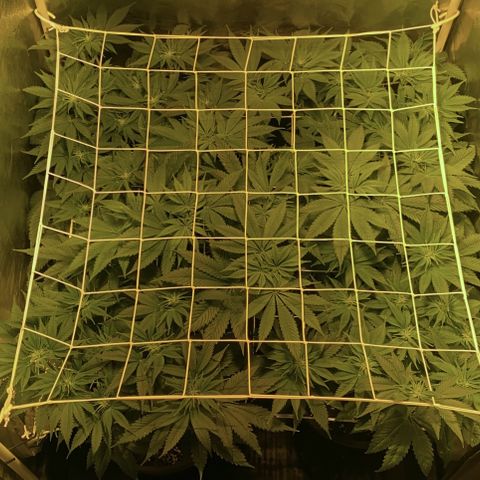 Black Domina   growlog timeline photo