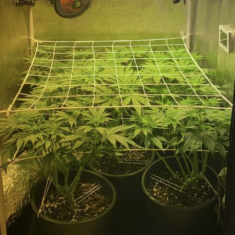 Black Domina   growlog timeline photo