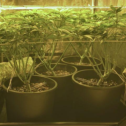 Black Domina   growlog timeline photo