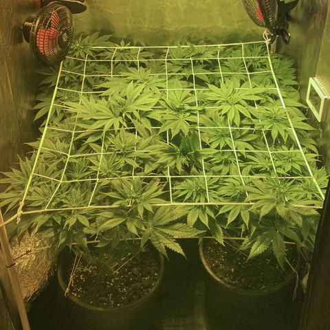 Black Domina   growlog timeline photo