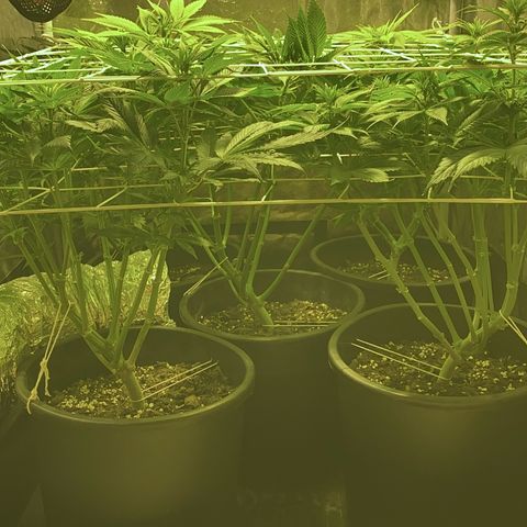 Black Domina   growlog timeline photo