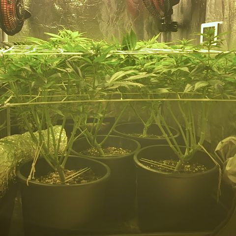 Black Domina   growlog timeline photo