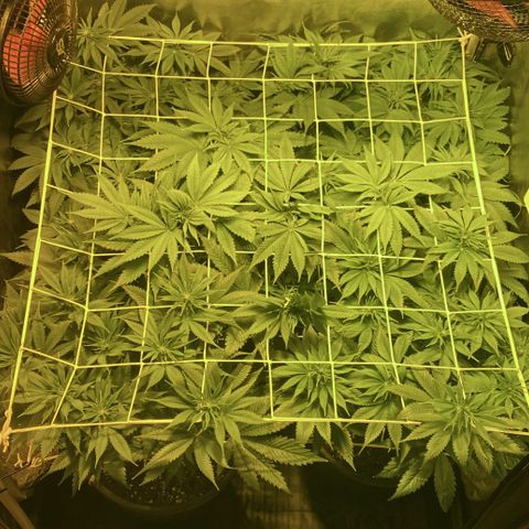 Black Domina   growlog timeline photo