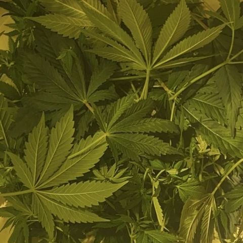 Black Domina   growlog timeline photo