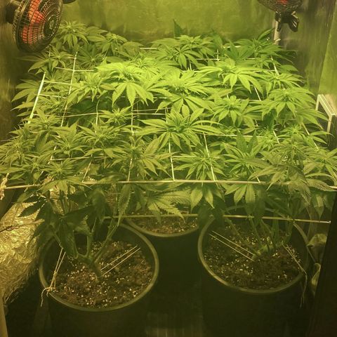 Black Domina   growlog timeline photo