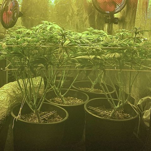 Black Domina   growlog timeline photo