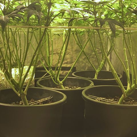 Black Domina   growlog timeline photo