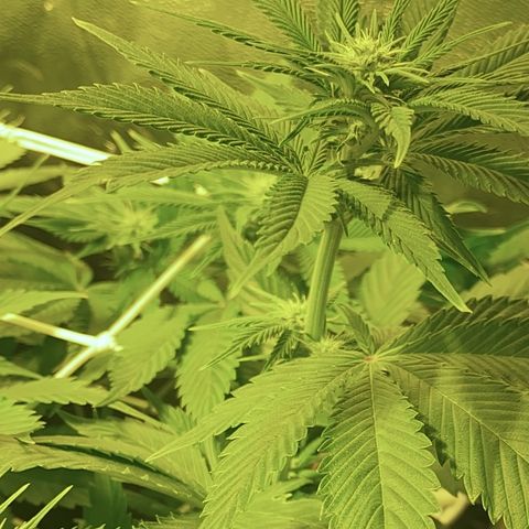 Black Domina   growlog timeline photo
