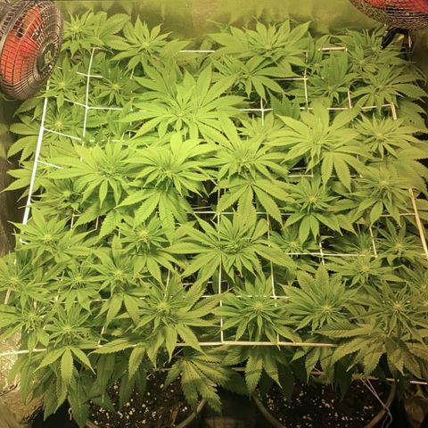 Black Domina   growlog timeline photo