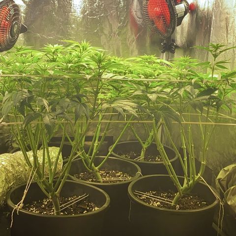 Black Domina   growlog timeline photo