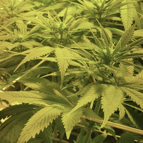 Black Domina   growlog timeline photo