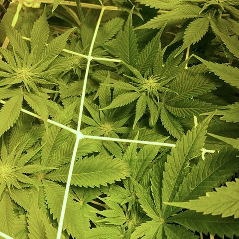 Black Domina   growlog timeline photo