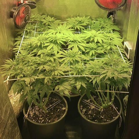 Black Domina   growlog timeline photo