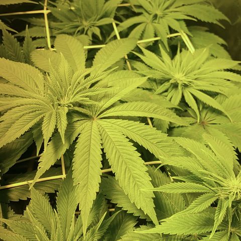 Black Domina   growlog timeline photo