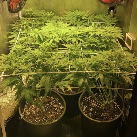 Black Domina   growlog timeline photo