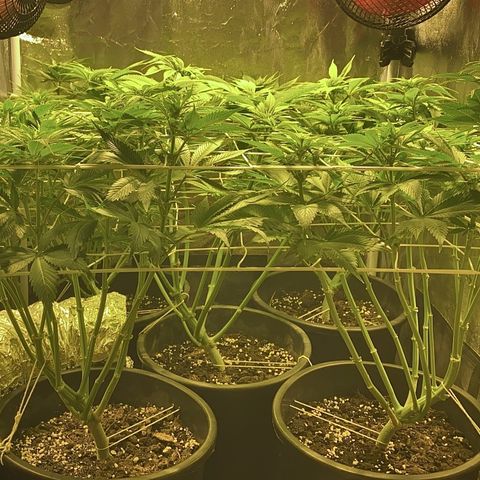 Black Domina   growlog timeline photo