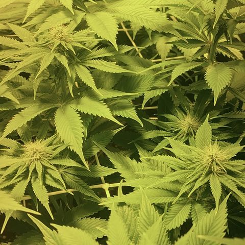 Black Domina   growlog timeline photo