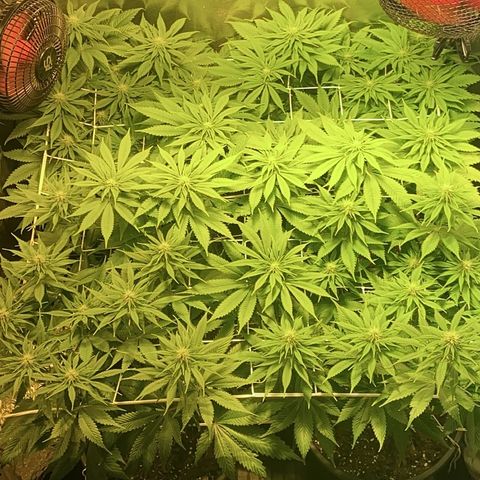 Black Domina   growlog timeline photo