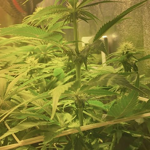 Black Domina   growlog timeline photo