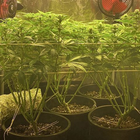 Black Domina   growlog timeline photo