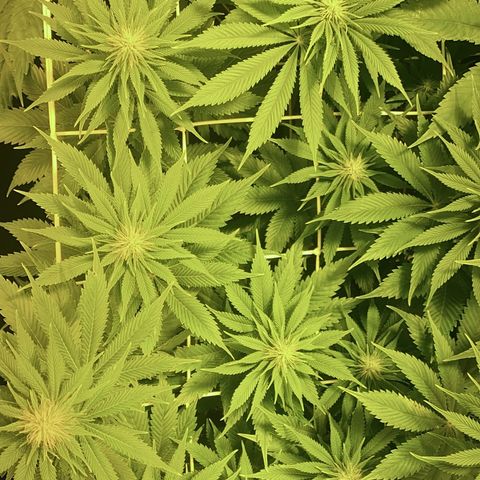 Black Domina   growlog timeline photo
