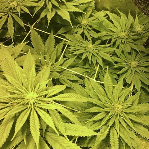 Black Domina   growlog timeline photo
