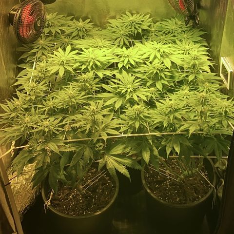 Black Domina   growlog timeline photo