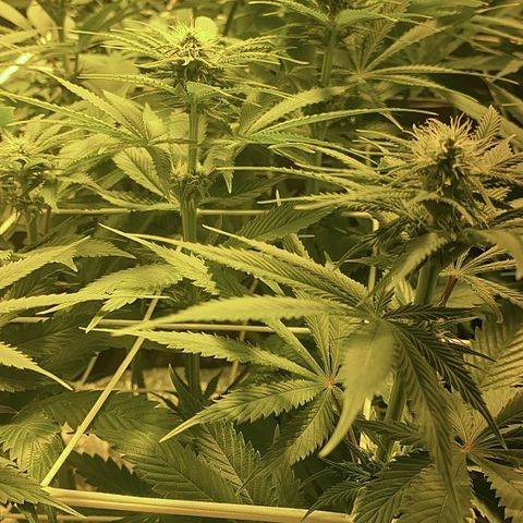 Black Domina   growlog timeline photo