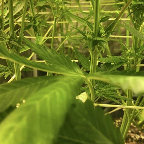 Black Domina   growlog timeline photo