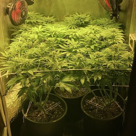 Black Domina   growlog timeline photo