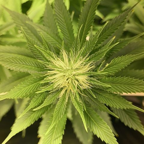 Black Domina   growlog timeline photo