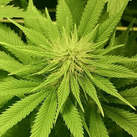 Black Domina   growlog timeline photo