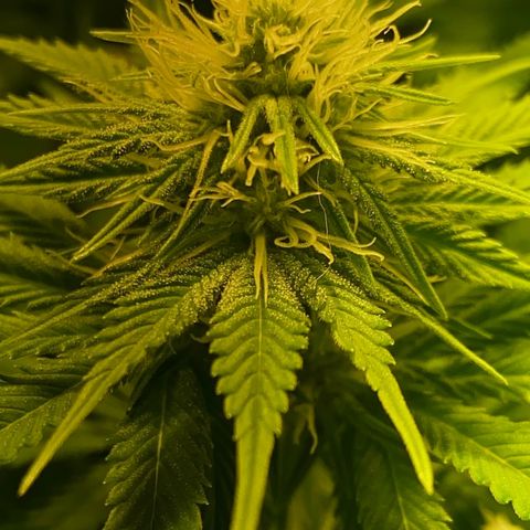 Black Domina   growlog timeline photo