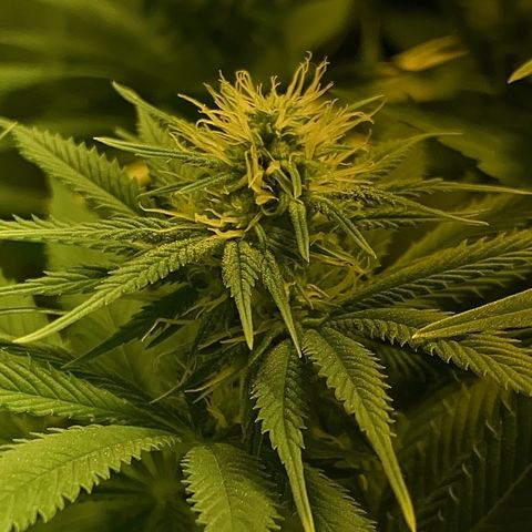 Black Domina   growlog timeline photo