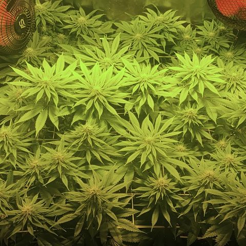 Black Domina   growlog timeline photo
