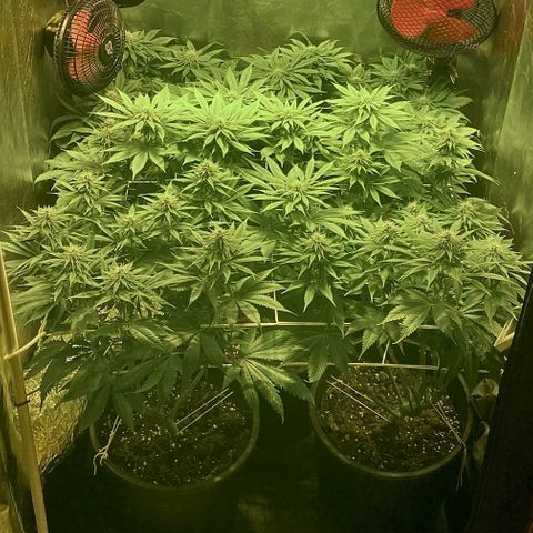 Black Domina   growlog timeline photo