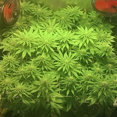Black Domina   growlog timeline photo